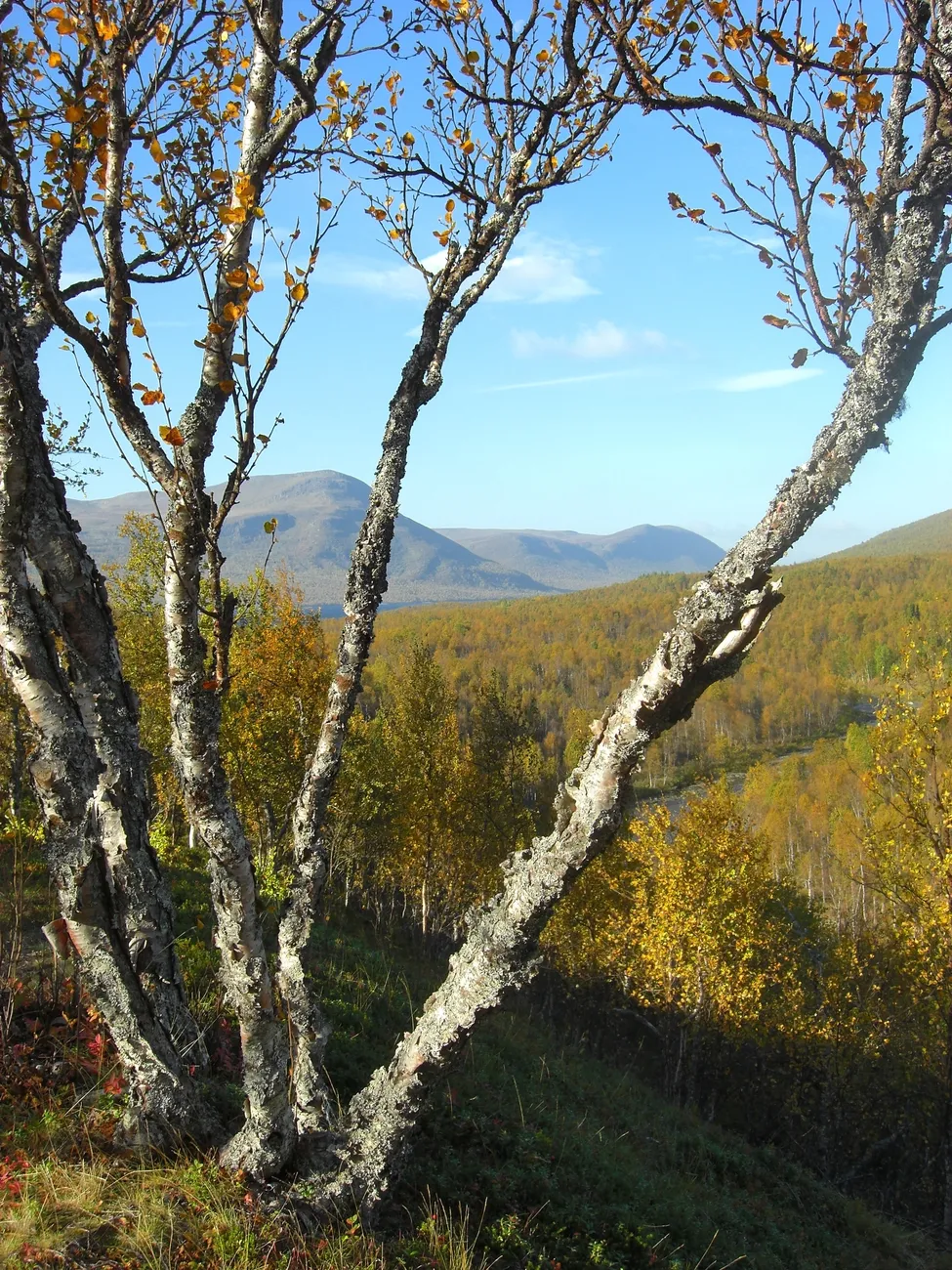 Klicka för att förstora