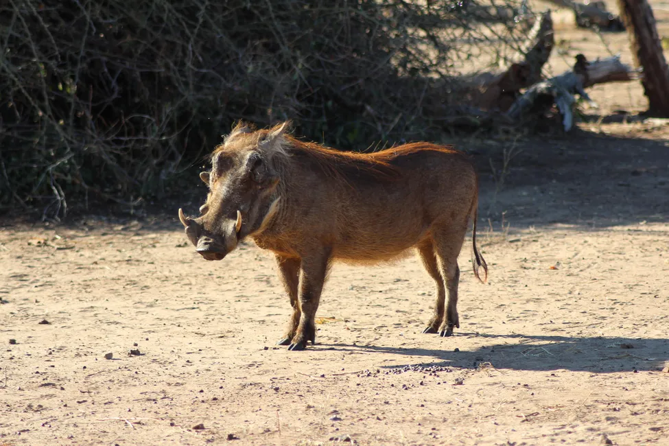 Klicka för att förstora