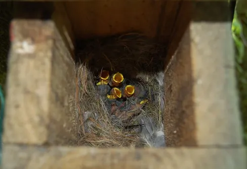 Undvik holk i söderläge - för ungarnas skull