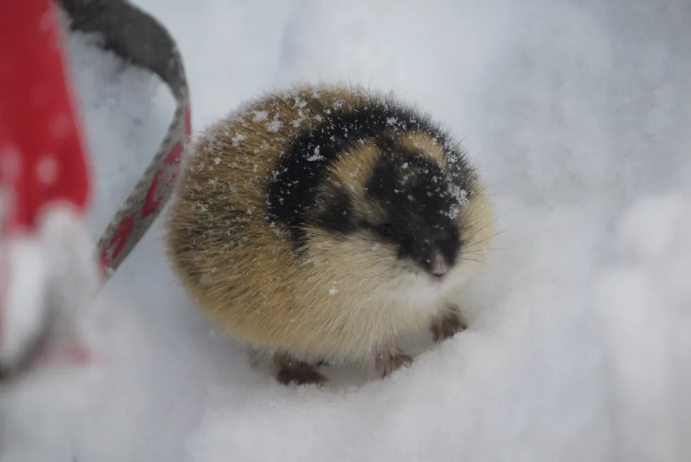 Klicka för att förstora