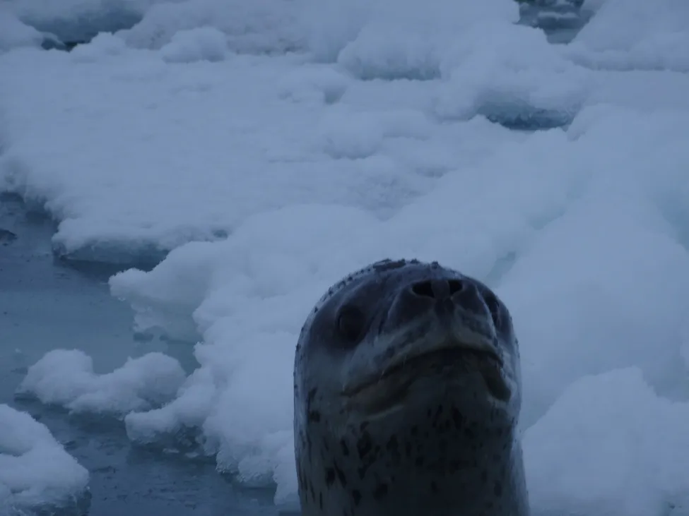 Klicka för att förstora