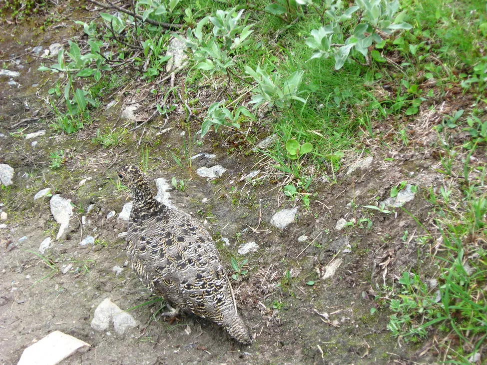 Klicka för att förstora