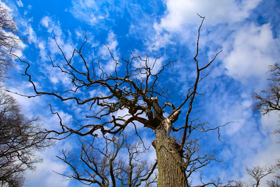 Klicka för att förstora