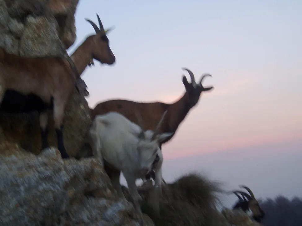 Klicka för att förstora