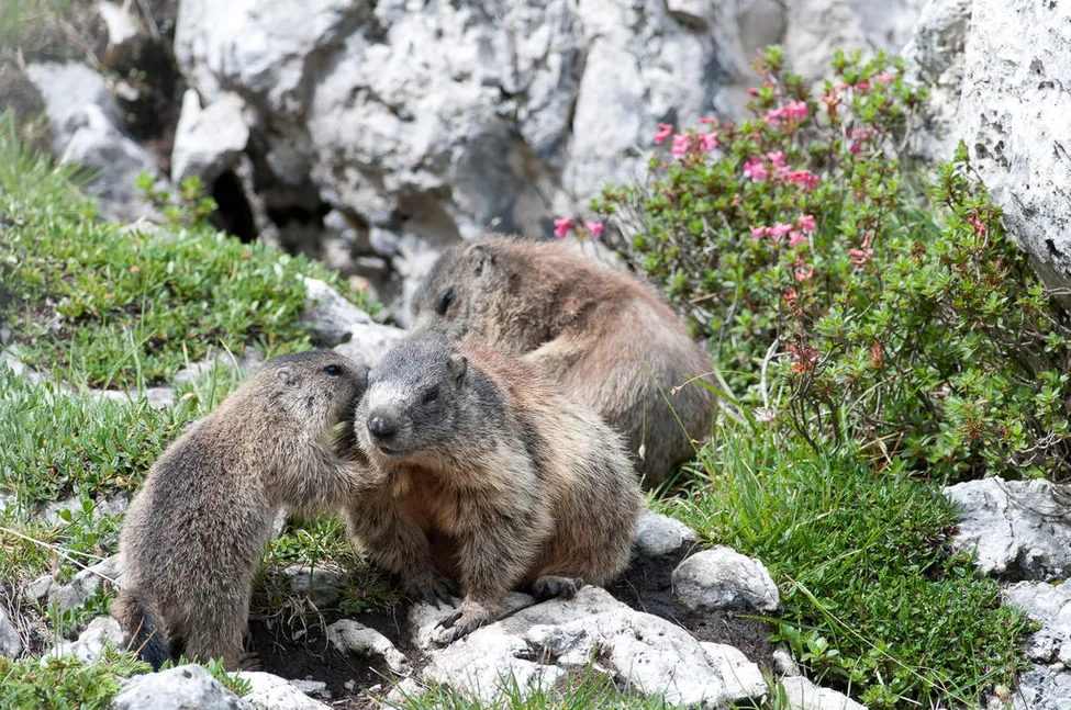 Klicka för att förstora