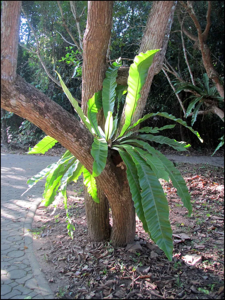 Klicka för att förstora