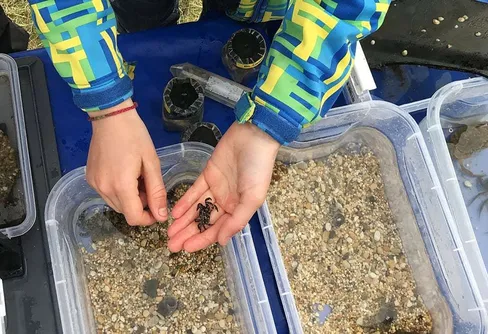 Skolbarn fortsätter leta främmande arter