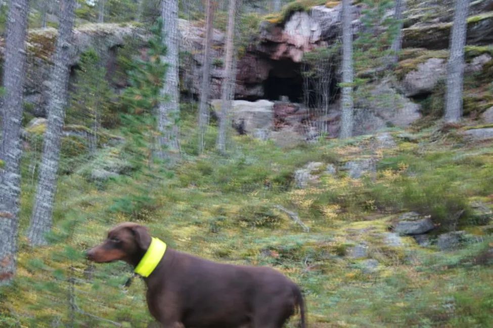 Klicka för att förstora