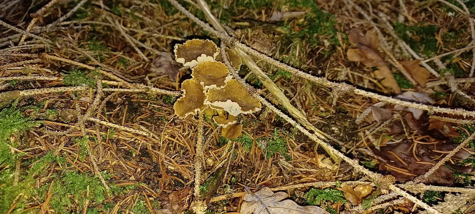 Klicka för att förstora