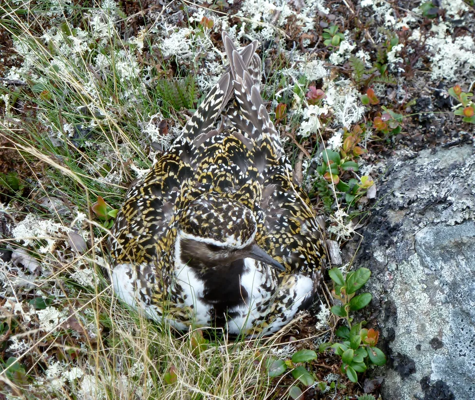 Klicka för att förstora
