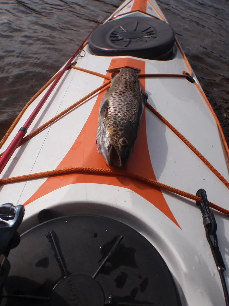 Klicka för att förstora