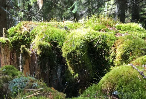Besöksrekord i skyddade områden på grund av pandemin