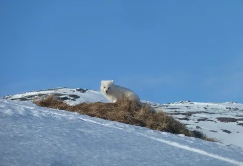 Svensk-norskt samarbete för fjällrävens bevarande
