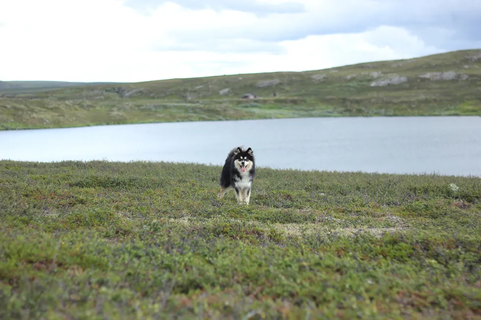 Klicka för att förstora