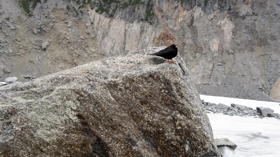 Klicka för att förstora