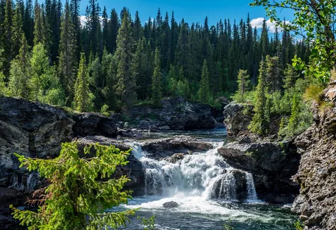 Laisdalens fjällurskog juli -18