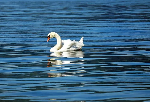 Vindsurfande svanar – ett förbisett fenomen