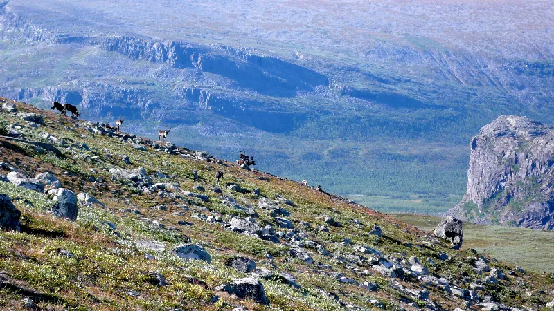 Klicka för att förstora