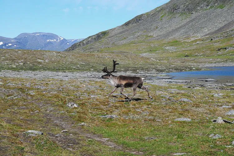 Klicka för att förstora