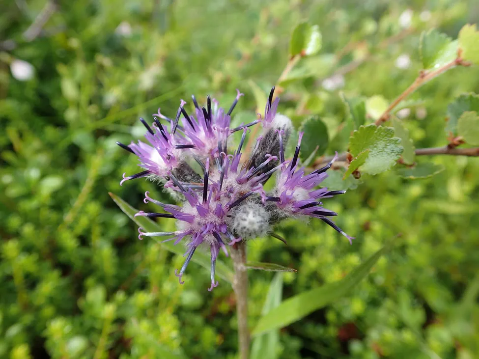 Klicka för att förstora