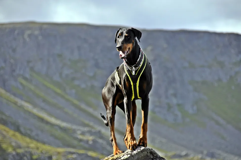 Klicka för att förstora