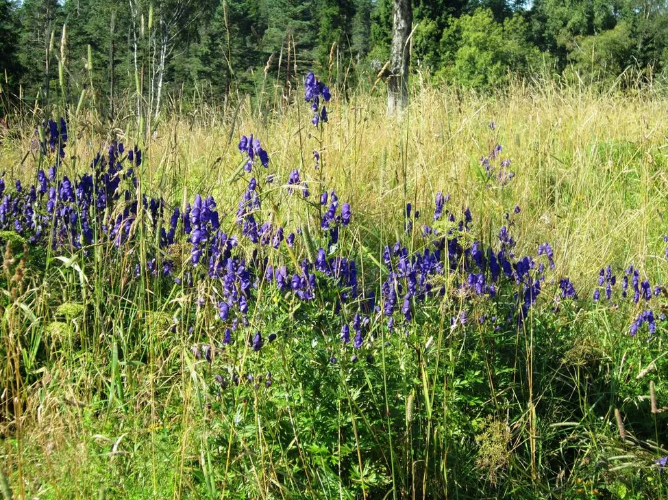 Klicka för att förstora