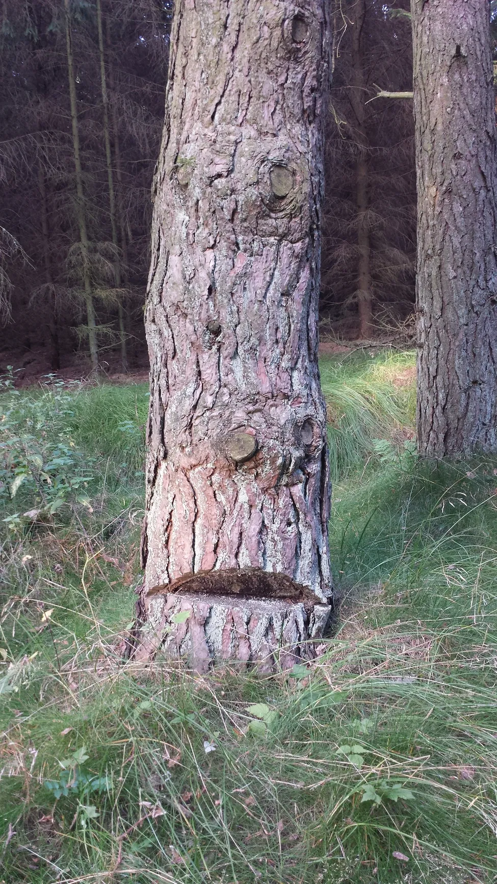 Klicka för att förstora