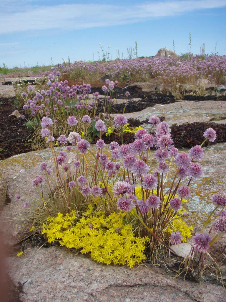 Klicka för att förstora