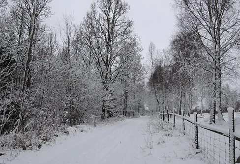 Vandring i en skånsk vinterskog