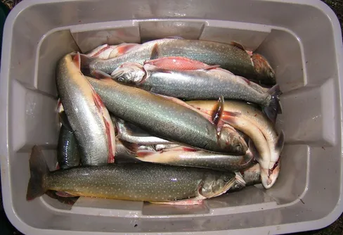 Att införskaffa friluftsmat