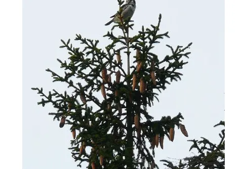 Norrlandsugglor i Skåneskogen