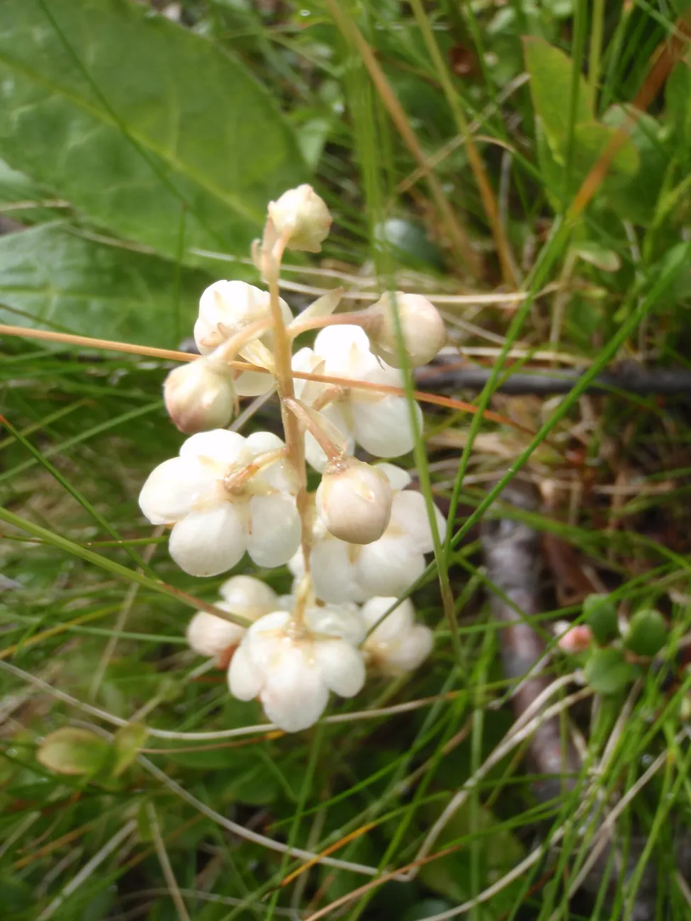 Klicka för att förstora