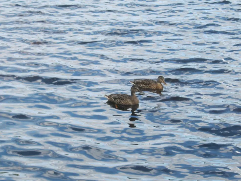 Klicka för att förstora
