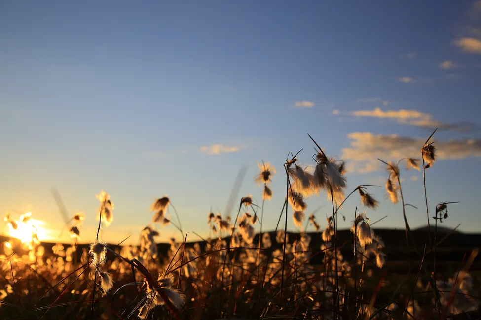 Klicka för att förstora