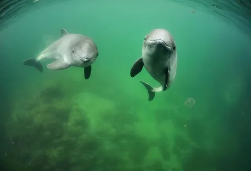 Bråttom att vända trenden när fler arter är på rödlistan