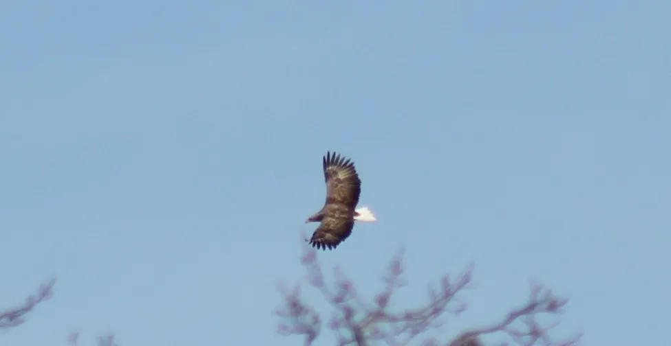 Klicka för att förstora