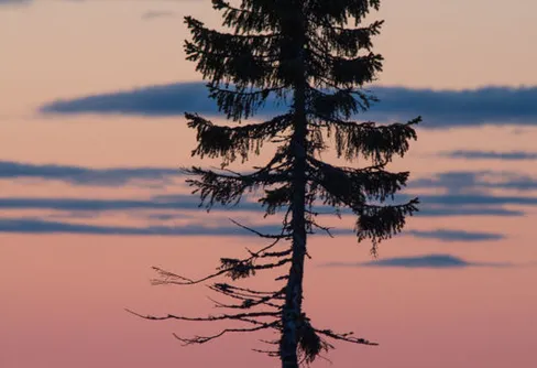 TV-tips - Träden berättar om Old Tjikko