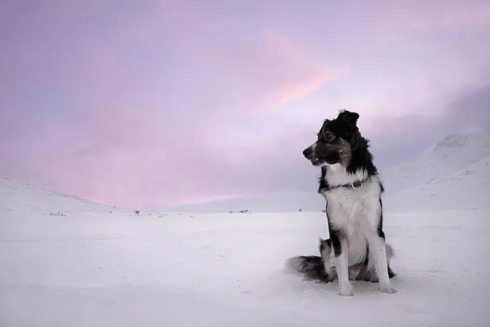 Klicka för att förstora