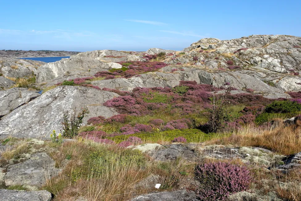 Klicka för att förstora