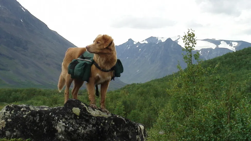 Klicka för att förstora