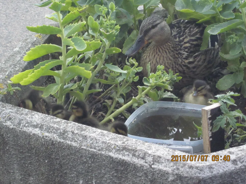 Klicka för att förstora