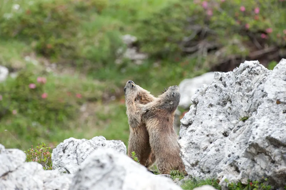 Klicka för att förstora