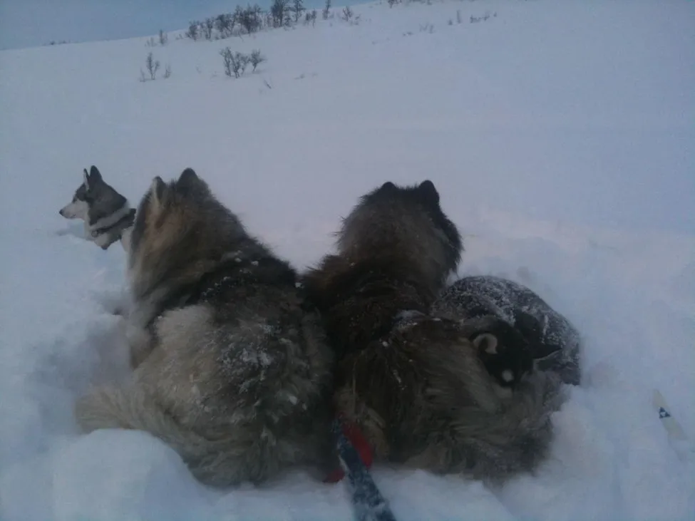 Klicka för att förstora