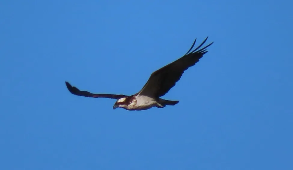 Klicka för att förstora