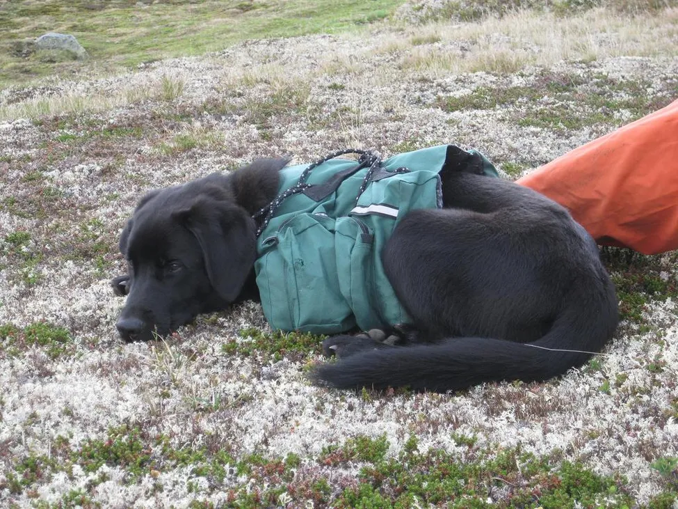 Klicka för att förstora