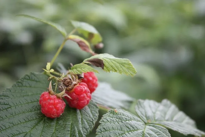 Klicka för att förstora