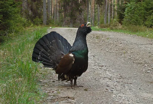 I den galna tjäderns skog