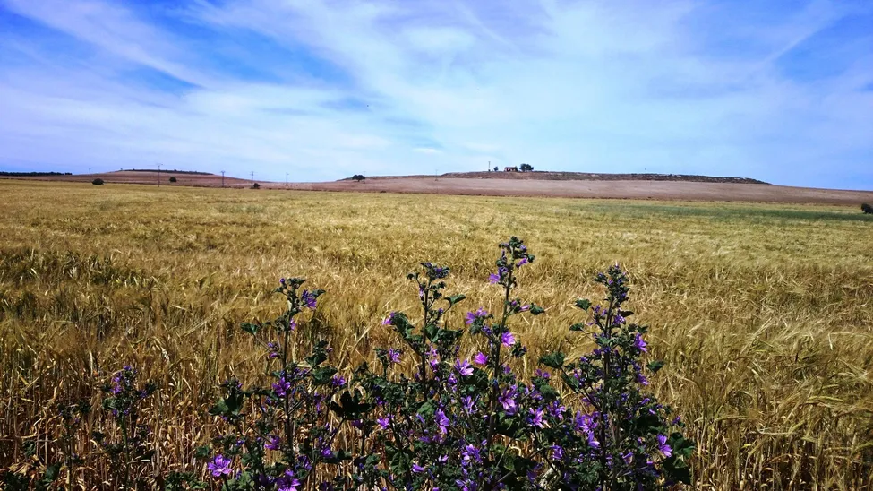 Klicka för att förstora