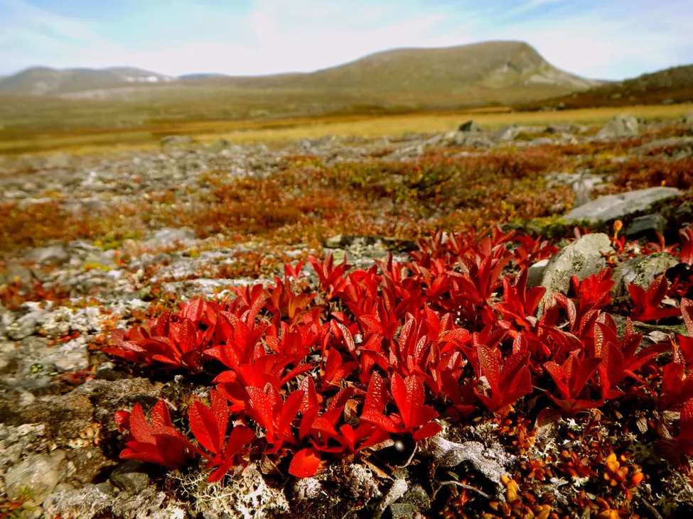Klicka för att förstora