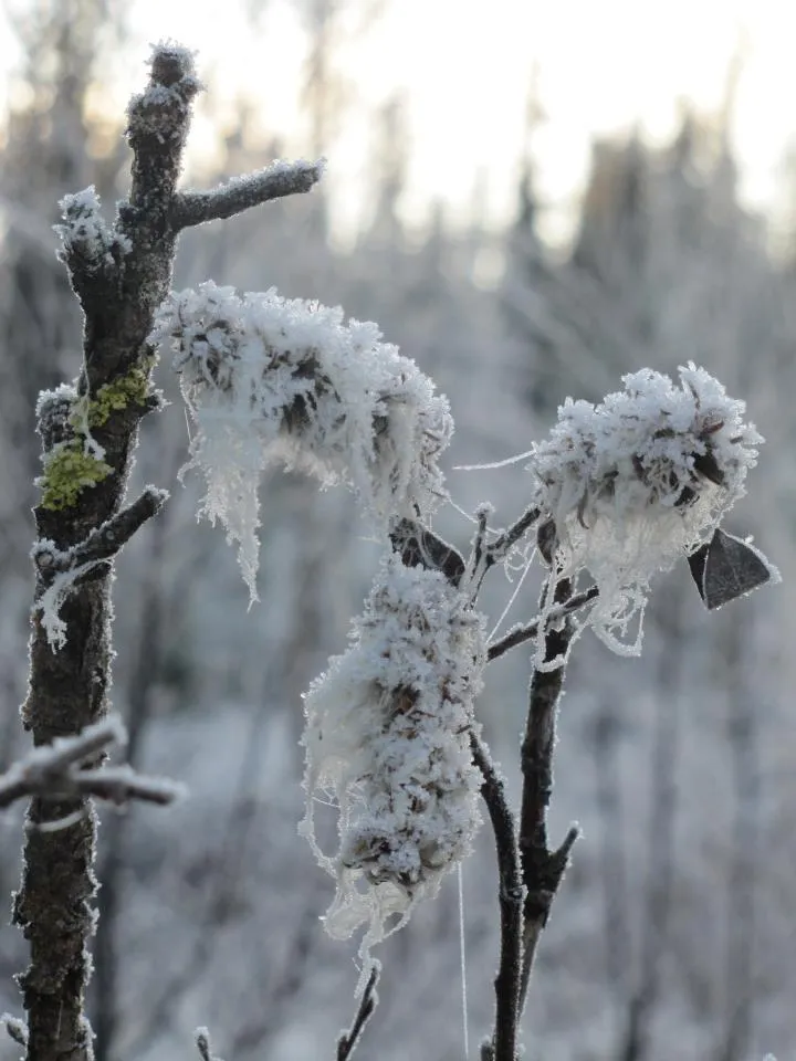 Klicka för att förstora